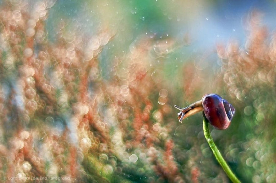 Picture 2 of Explore the dreamlike world as a fairy of snails
