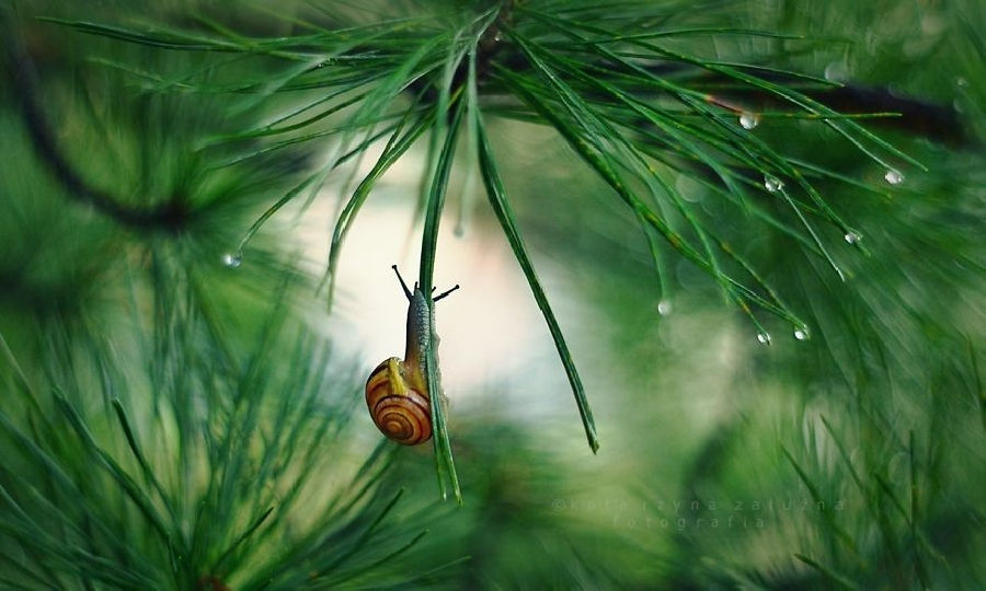 Picture 3 of Explore the dreamlike world as a fairy of snails