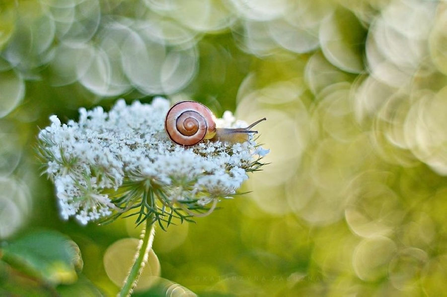 Picture 4 of Explore the dreamlike world as a fairy of snails