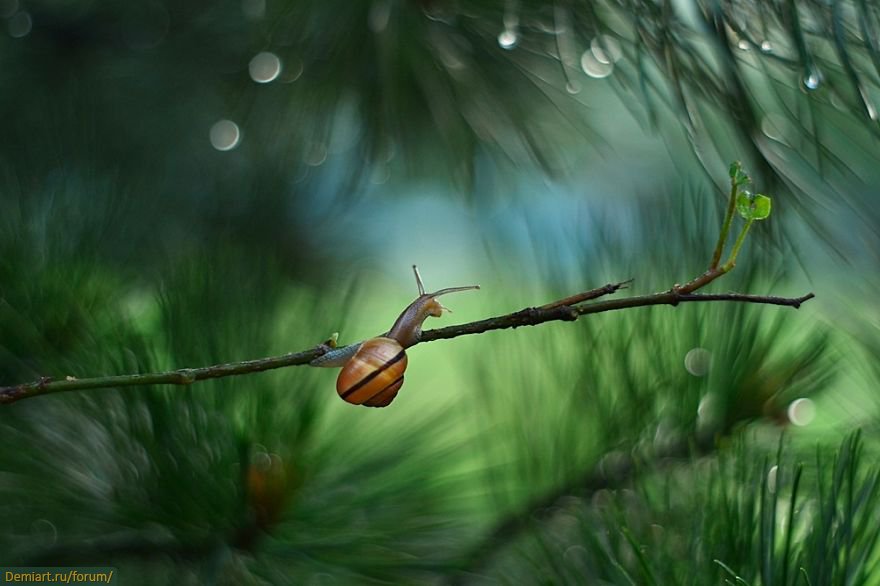 Picture 5 of Explore the dreamlike world as a fairy of snails