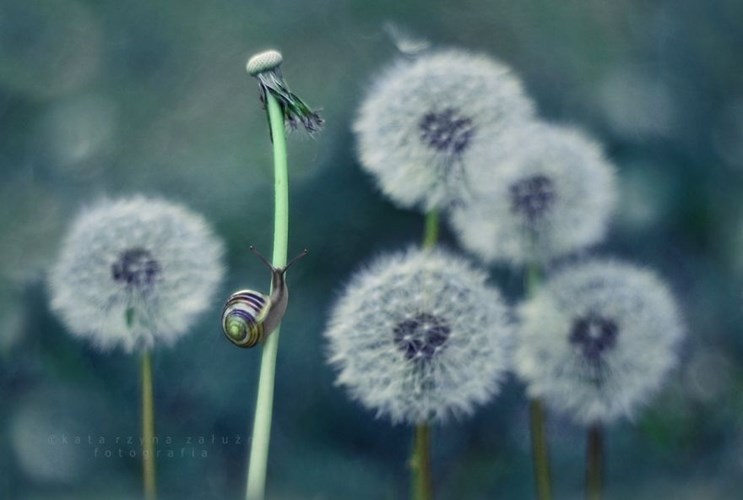 Picture 6 of Explore the dreamlike world as a fairy of snails