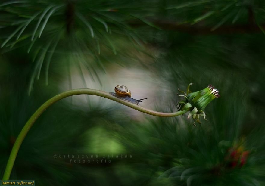 Picture 7 of Explore the dreamlike world as a fairy of snails