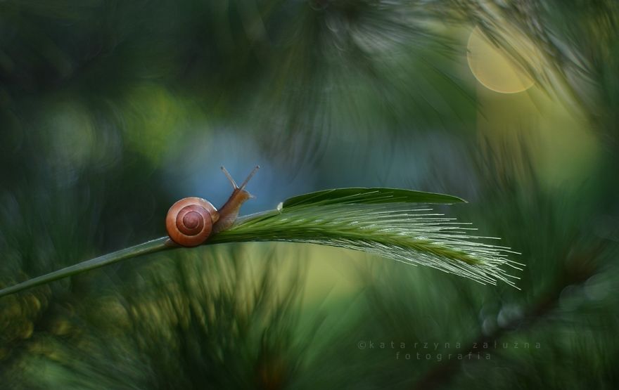 Picture 8 of Explore the dreamlike world as a fairy of snails