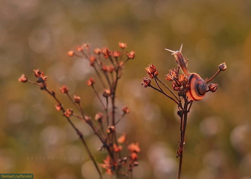 Picture 9 of Explore the dreamlike world as a fairy of snails