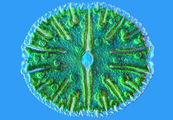 Picture 11 of Explore the magical world under a microscope