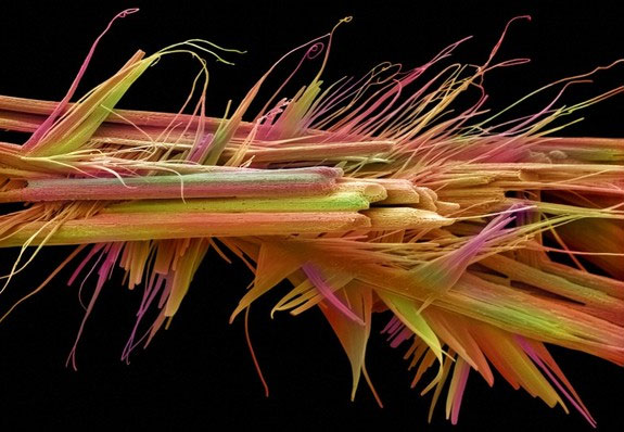 Picture 7 of Explore the magical world under a microscope