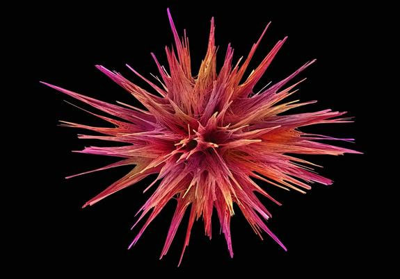 Picture 8 of Explore the magical world under a microscope