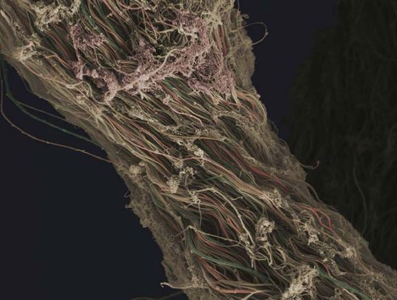 Picture 9 of Explore the magical world under a microscope