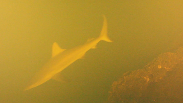 Picture 1 of Explore the mysterious sharks that live in the crater