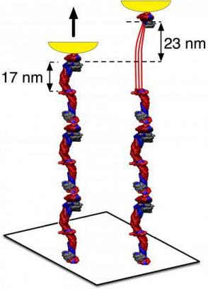 Picture 1 of Explore the origin of the flexibility of blood clots