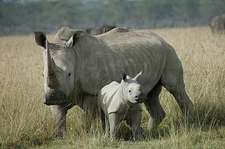 Explore the world of rhino species images 7