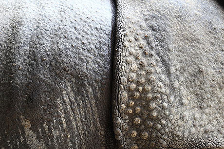 Explore the world of rhino species images 8