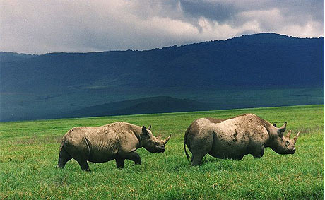 Explore the world of rhino species images 9