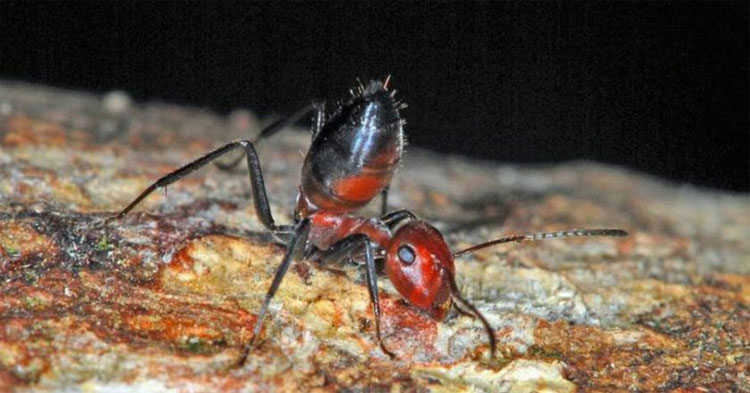 Picture 1 of Explosive self-exploding ants to protect the fellow