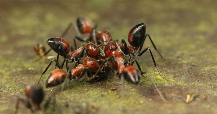 Picture 2 of Explosive self-exploding ants to protect the fellow