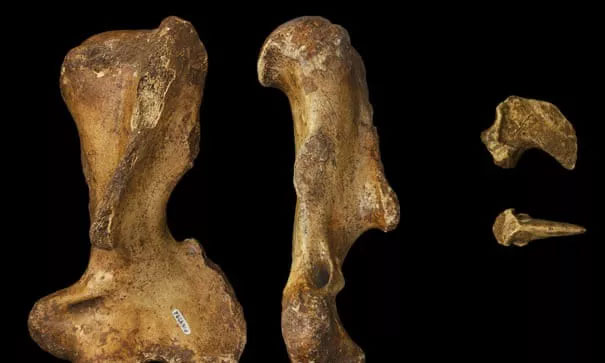 Picture 2 of Exposed strange creatures weighing 1 ton, clawed dagger, tapir face