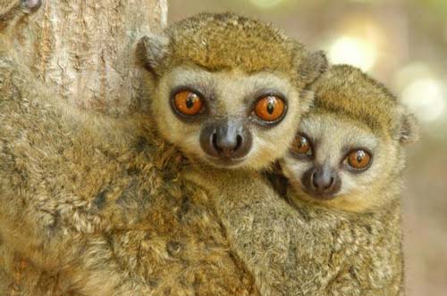Extensive wildlife and plant research in Madagascar to establish a conservation guide map images 1