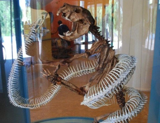 Picture 3 of Extinct animals are forgotten by humans