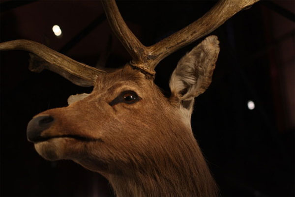 Picture 4 of Extinct animals are forgotten by humans
