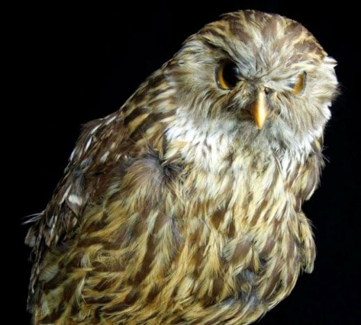 Picture 5 of Extinct animals are forgotten by humans