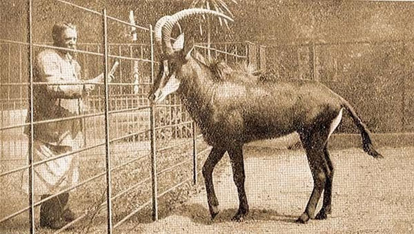 Picture 6 of Extinct animals are forgotten by humans