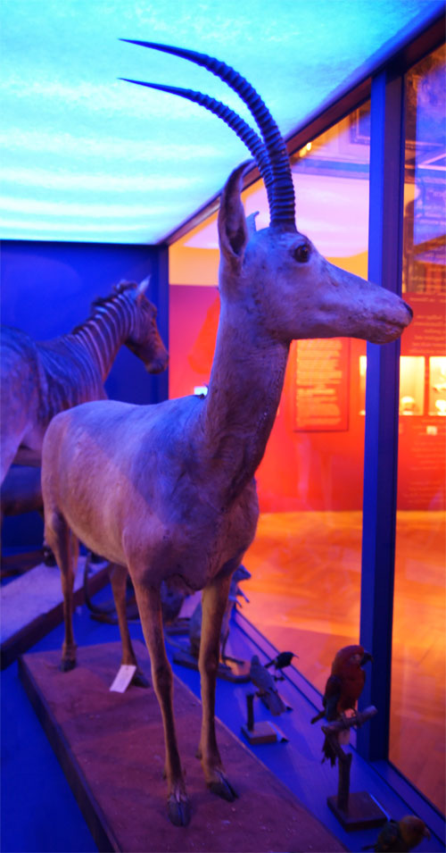 Picture 7 of Extinct animals are forgotten by humans