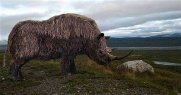 Picture 9 of Extinct animals are forgotten by humans