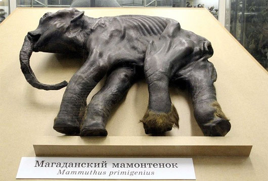 Picture 4 of Extinct animals have the opportunity to