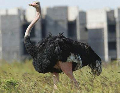 Picture 1 of Extinct dinosaurs make ostriches stop flying