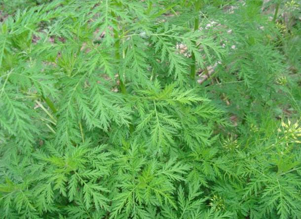 Picture 1 of Extract medicine from wormwood to cure malaria
