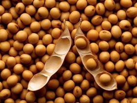 Picture 1 of Extract of Omega-3 fatty acids from transgenic soybeans