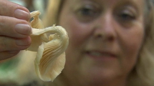 Picture 1 of Extracts from abalone mushroom treat colon cancer