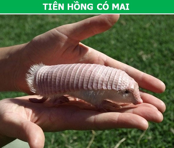 Picture 9 of 'Extremely' animals make it hard to believe they really exist!