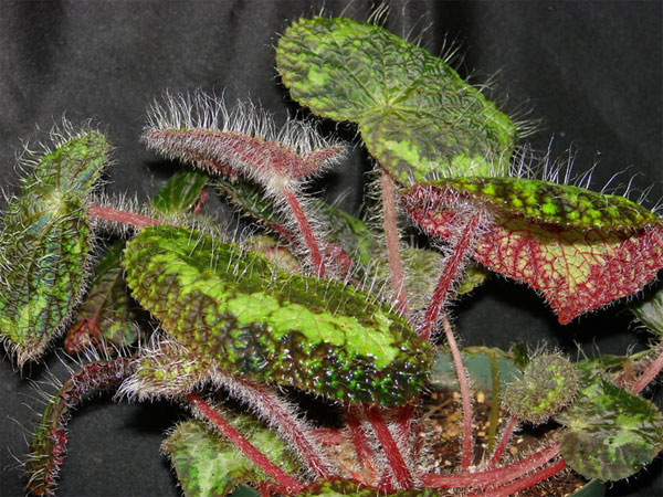 Picture 1 of Extremely hairy plants in Vietnam
