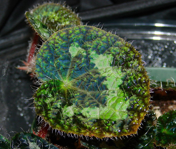 Picture 10 of Extremely hairy plants in Vietnam