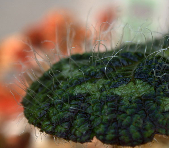 Picture 11 of Extremely hairy plants in Vietnam