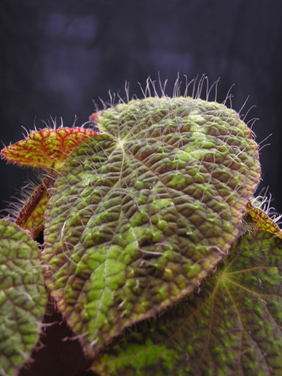 Picture 12 of Extremely hairy plants in Vietnam