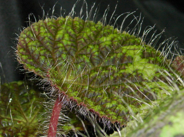 Picture 2 of Extremely hairy plants in Vietnam