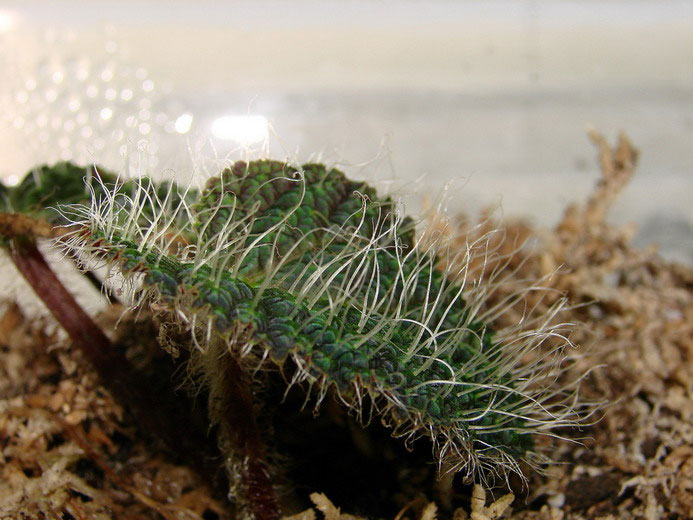 Picture 3 of Extremely hairy plants in Vietnam