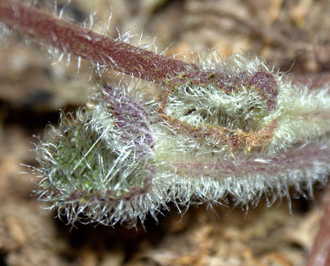 Picture 4 of Extremely hairy plants in Vietnam