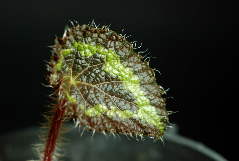 Picture 5 of Extremely hairy plants in Vietnam