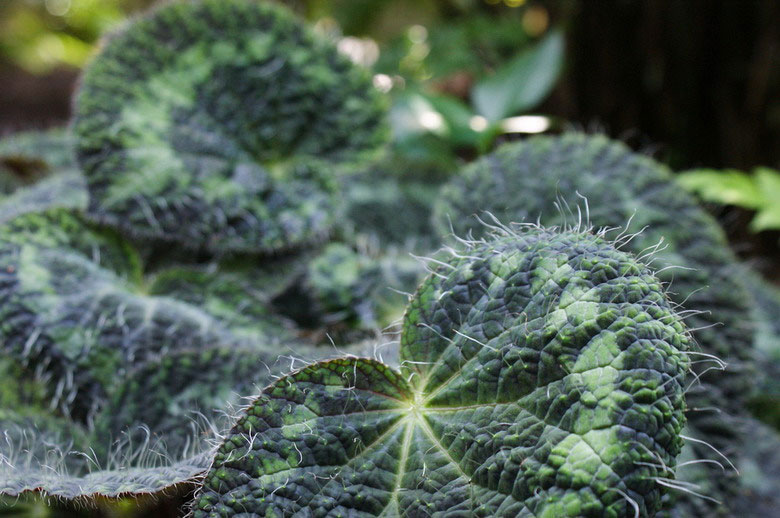 Picture 6 of Extremely hairy plants in Vietnam
