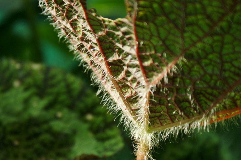Picture 7 of Extremely hairy plants in Vietnam