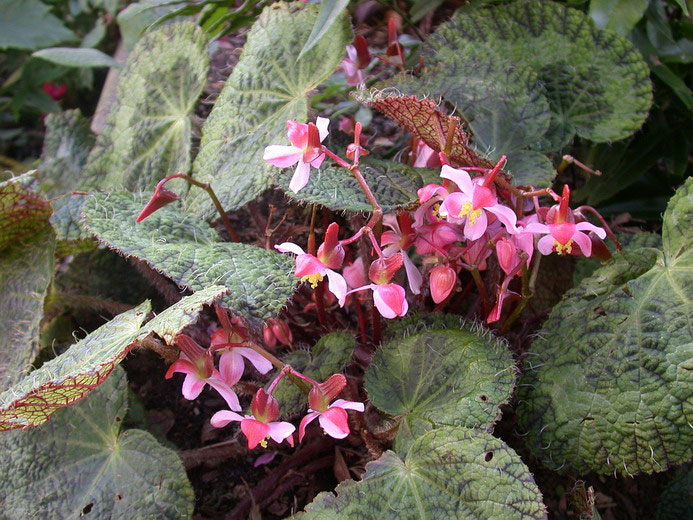 Picture 8 of Extremely hairy plants in Vietnam