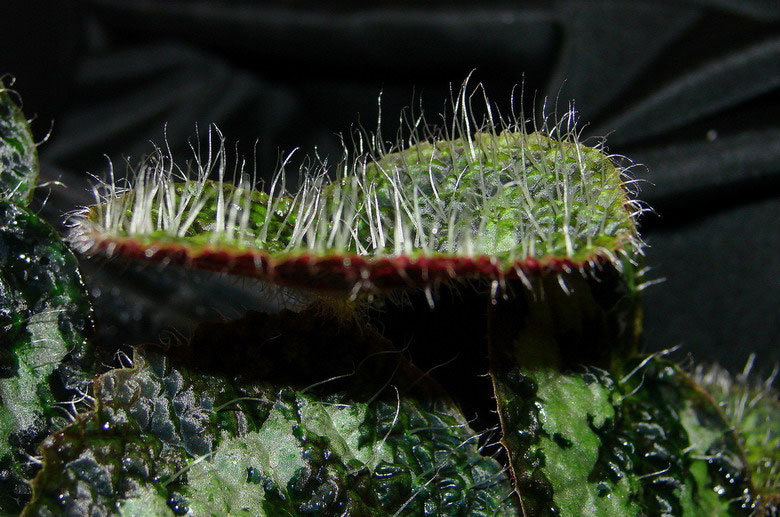 Picture 9 of Extremely hairy plants in Vietnam