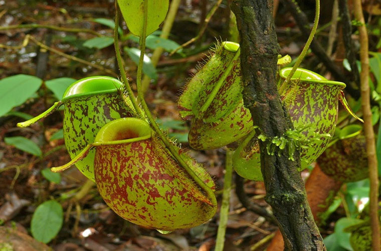 Picture 7 of Extremely hidden carnivorous plants
