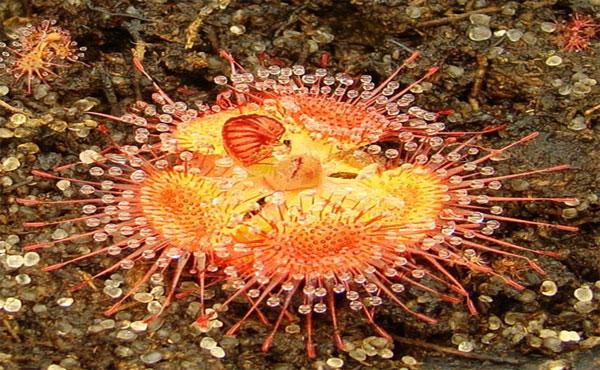 Picture 8 of Extremely hidden carnivorous plants