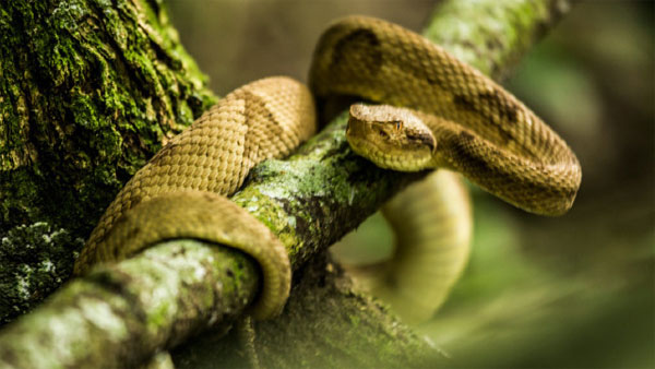 Picture 5 of Extremely poisonous snake with a bite that causes the victim to break the bone
