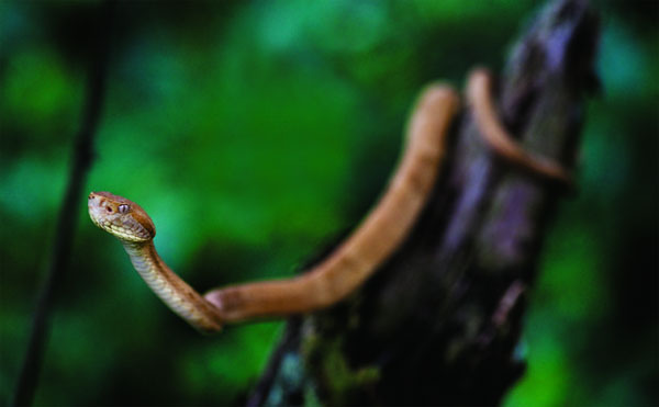 Picture 6 of Extremely poisonous snake with a bite that causes the victim to break the bone