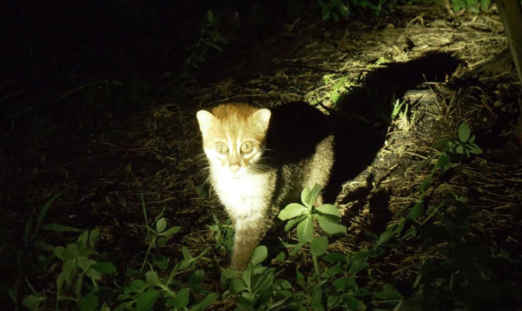 Picture 1 of Extremely rare photo of flat-headed wild cats